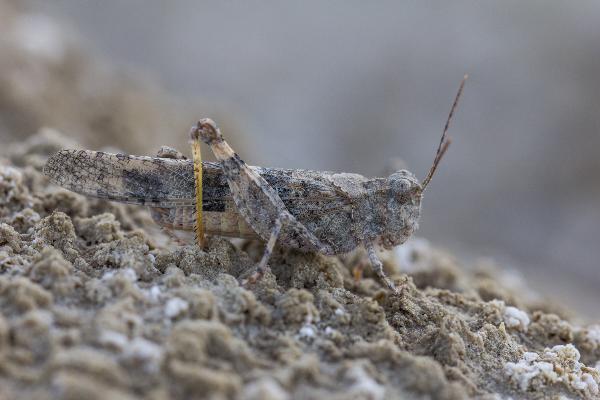 Photo of Trimerotropis pallidipennis by Dieter Thommen